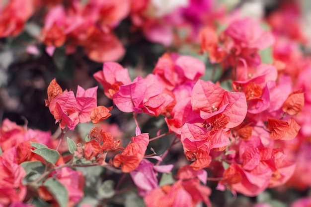 Bougainvillea bloemen van heldere rode kleur