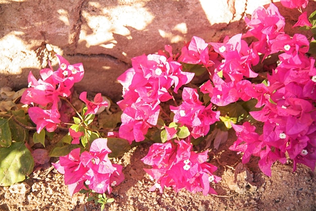 Bougainvillea bloemen