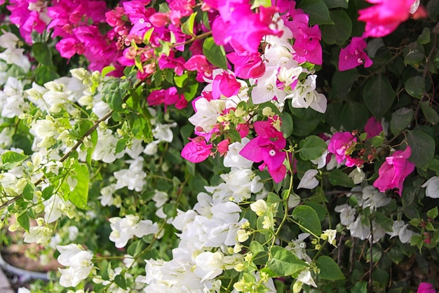 Bougainvillea bloemen