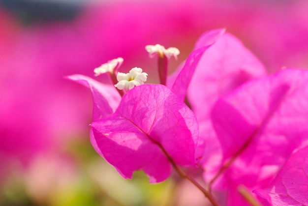 Bougainvillea bloemen