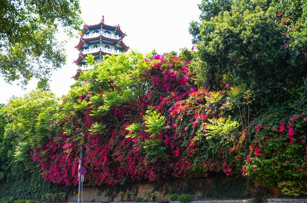 Bougainvillea bloemenmuur