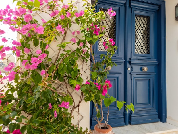 Bougainvillea blooming plant flowers