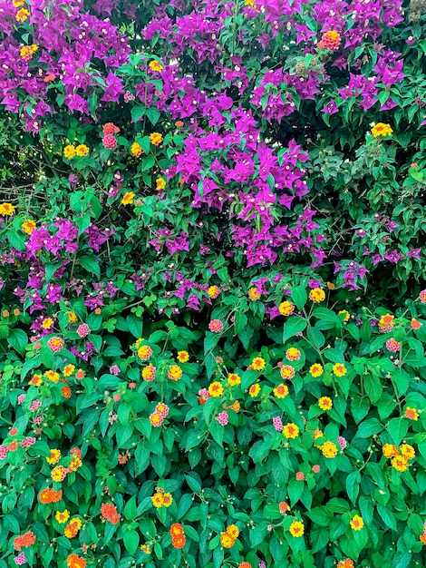 Bougainvillea che fiorisce con fiori rosa studio photo