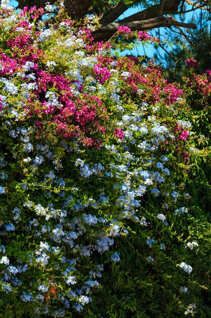 Bougainvillea boom en phlox plant close-up