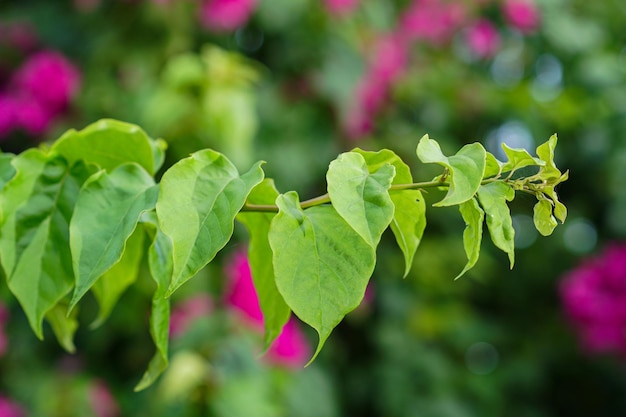 Bougainvillea or bugenvil leaf in the park