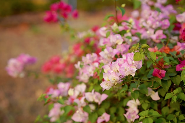 Bougainvillea Colorful decorative bush in a garden