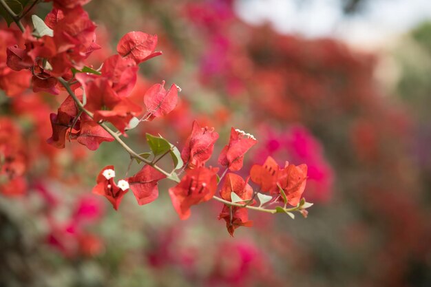 Bougainvillea colorful flowers blooming on a sunny spring day Ica Peru