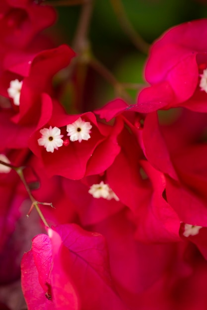 Bougainvillea Colorful natural garden flowers