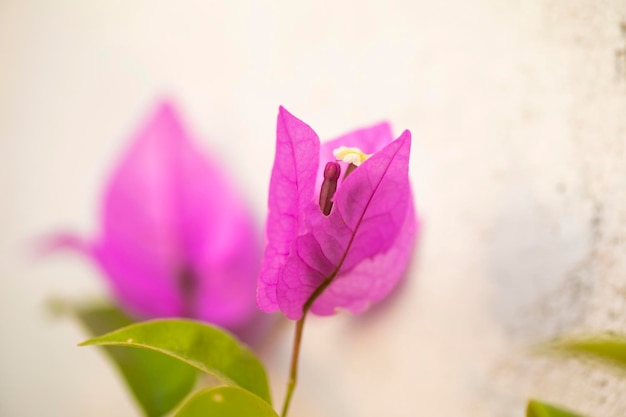 Bougainvillea Colorful natural garden flowers