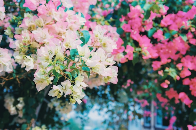 울타리에 부겐빌레아 꽃입니다.