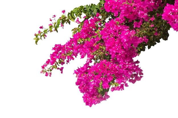 Photo bougainvillea flower isolated on a white background