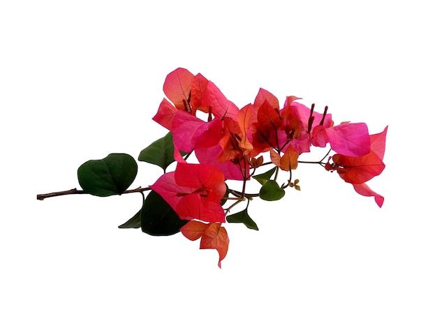 Bougainvillea flower isolated on white background