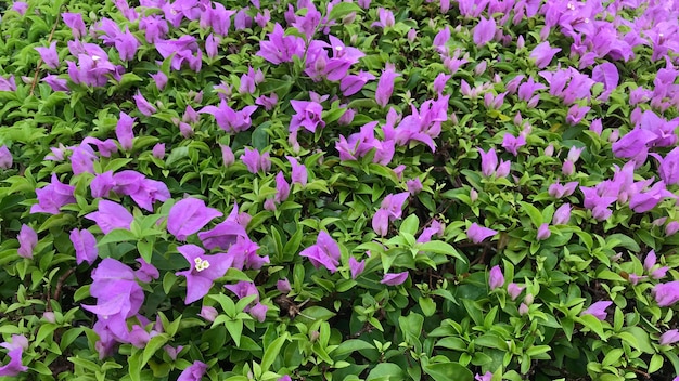 Bougainvillea, Flowers for background image.