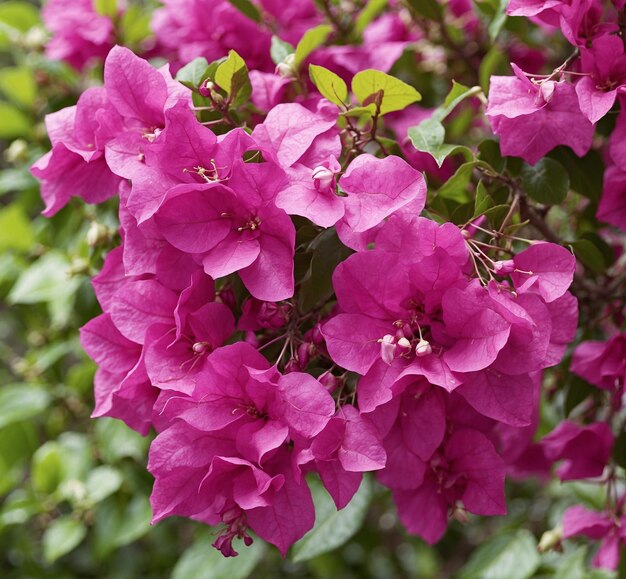 Bougainvillea flowers bloom in the summer garden