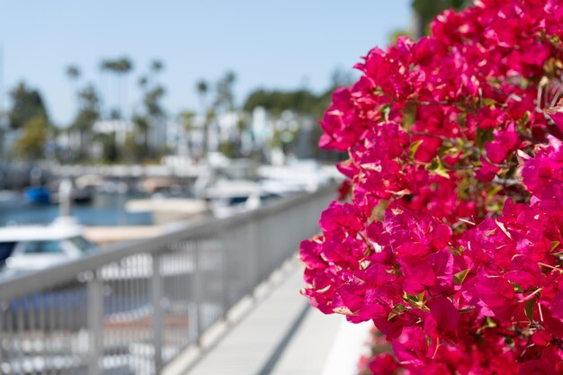 Bougainvillea flowers on blurred promenade. Blooming bougainvillea glabra. Paperflower with red bracts. Flowering shrub. Magenta bloom. Blooming nature, copy space.