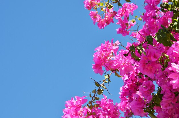 bougainvillea flowers close up. blooming bougainvillea. floral background.