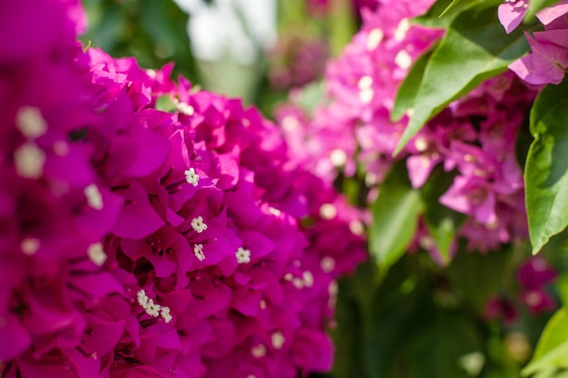 Bougainvillea flowers gentle natural background