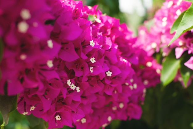 Bougainvillea flowers gentle natural background