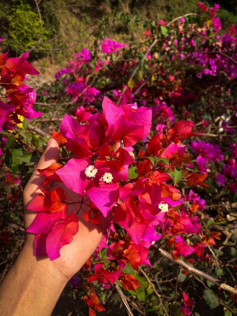 晴れた日に手にブーゲンビリアの花