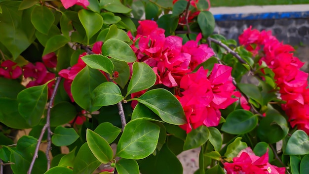 Foto fiori di bouganville i fiori di carta o bouganville sono piante ornamentali popolari
