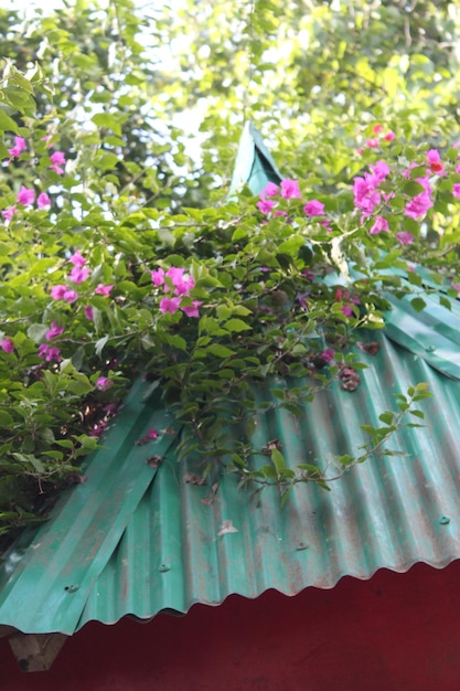 Bougainvillea flowers in a pot on the roof