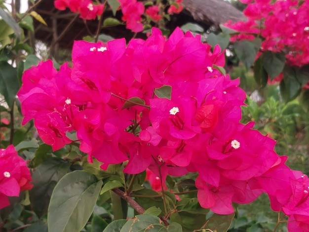 Bougainvillea flowers that bloom in the garden are useful air pollution reducers