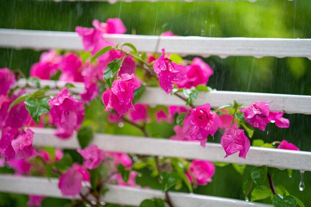 Bougainvillea flowers on a white fence