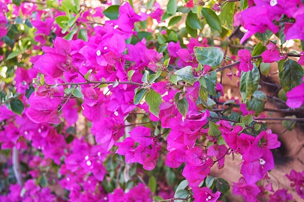 Bougainvillea flowers