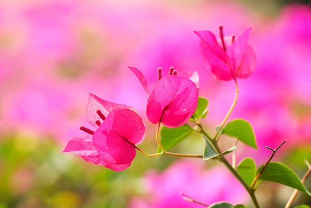 Bougainvillea Flowers