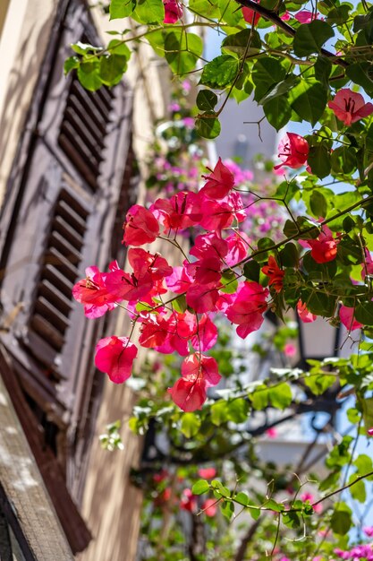 Bougainvillea fuchsia color flowers blur building background\
nafplio old town greece