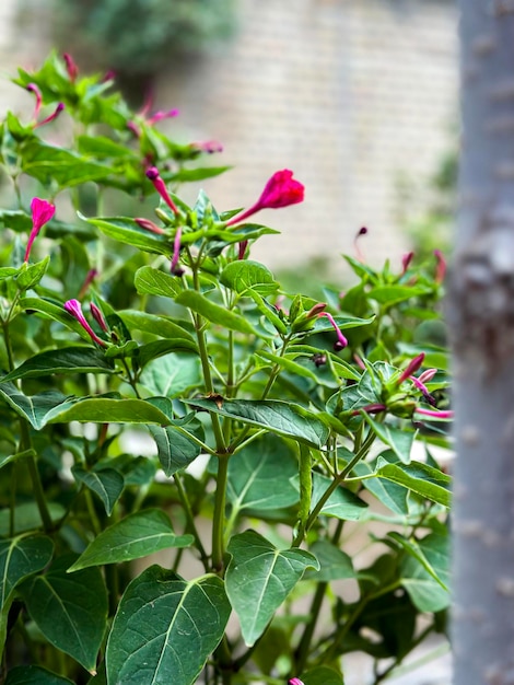 bougainvillea in the garden