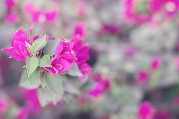 Bougainvillea glabra bloem