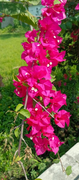 ブーゲンヴィリア・グラブラ植物のピンクの花