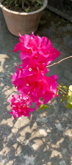 Bougainvillea glabra plant taken at close range