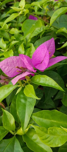 Bougainvillea glabra plant