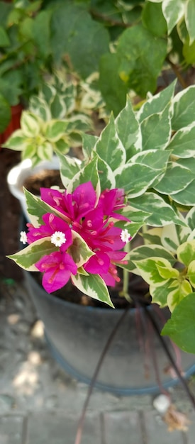 Foto bougainvillea glabra plant