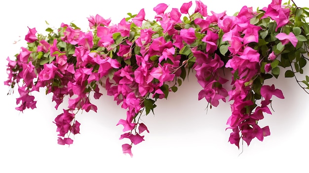 Bougainvillea hangende planten op witte achtergrond