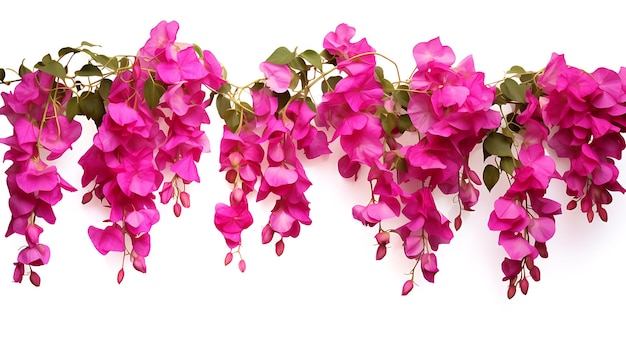 Photo bougainvillea hanging plants on white background