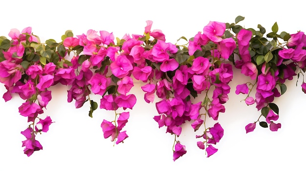 Bougainvillea hanging plants on white background