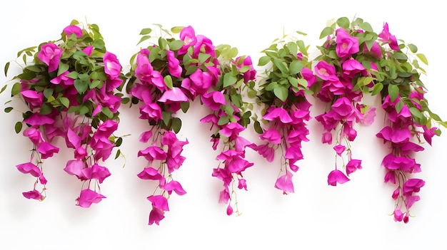 Bougainvillea hanging plants on white background