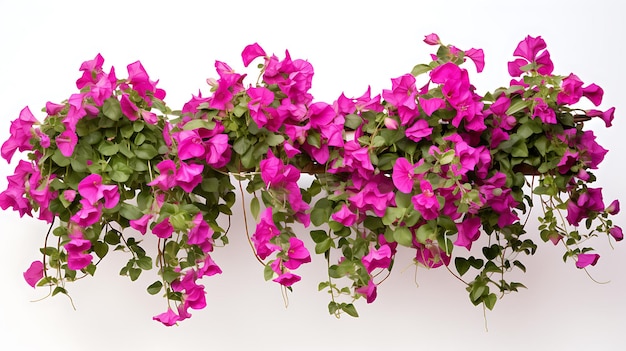 Bougainvillea hanging plants on white background