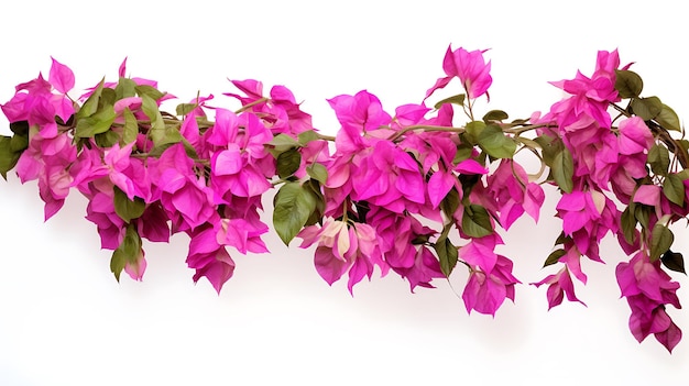 Bougainvillea hanging plants on white background