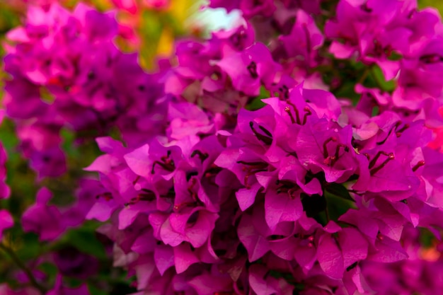 Bougainvillea is een geslacht van doornige sierranken, struiken en bomen die erbij horen