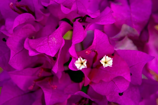 Bougainvillea is een geslacht van doornige sierranken, struiken en bomen die erbij horen