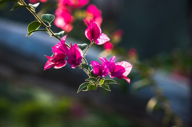 Bougainvillea is een geslacht van doornige sierranken struiken en bomen familie Nyctaginaceae