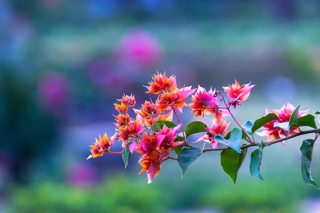 Bougainvillea is een geslacht van doornige sierranken struiken en bomen familie Nyctaginaceae