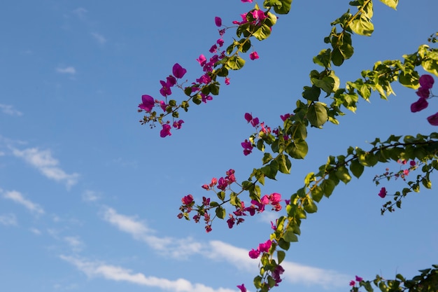 Bougainvillea is a genus of evergreen plants of the family Nictaginaceae