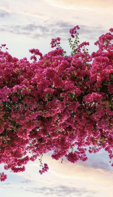 Bougainvillea is a plant that is grown in the summer.