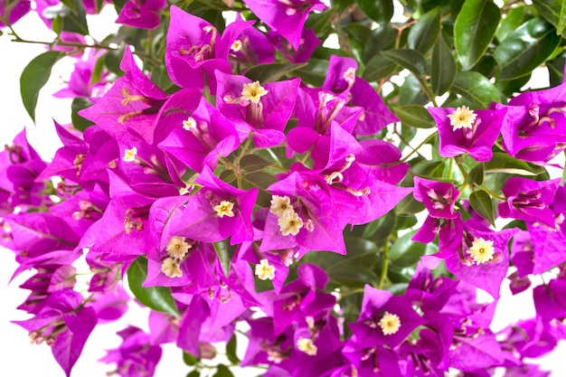 bougainvillea isolated