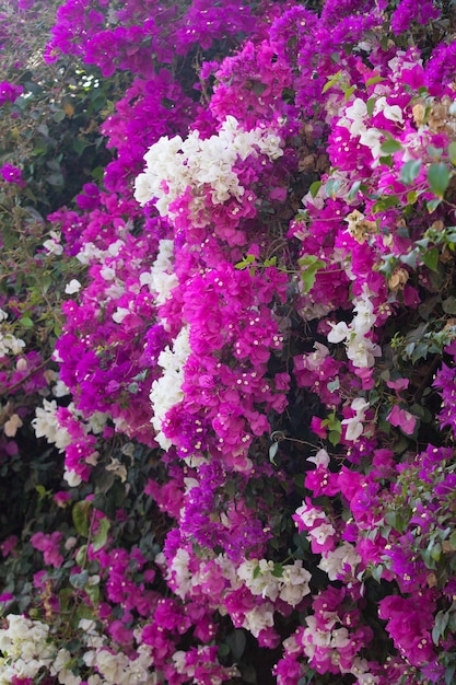 Bougainvillea kleurrijke bloemen bloeien